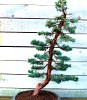 Juniperus chin.
