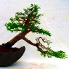 Juniperus Kaskade